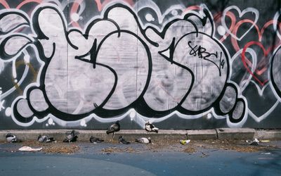 Pigeons resting in front a of boarded up fence covered with graffiti.